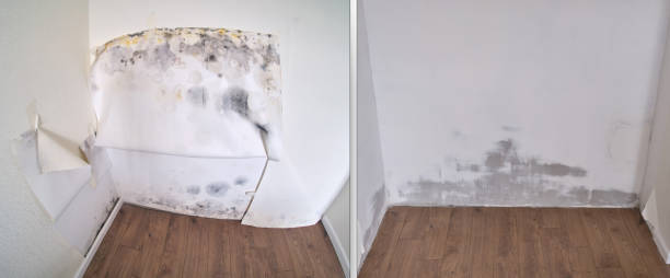 Home Mold Removal in Oak Park Heights, MN